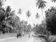 Tanzania / Zanzibar: A country road bordered by clove plantations and palm trees, 1936